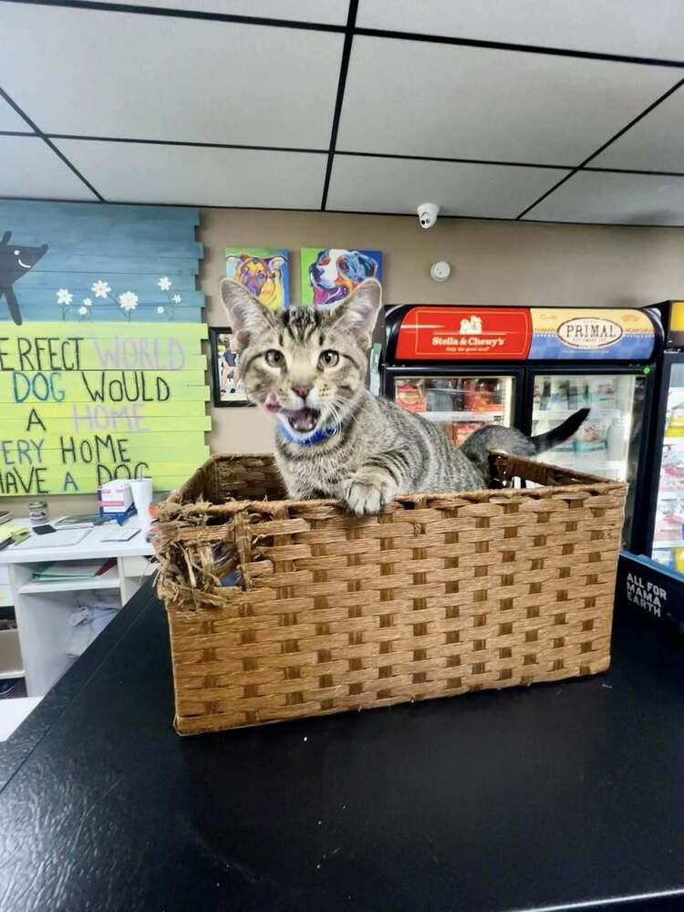Otto, a Adoptable Domestic Short Hair in Blanchard, OK image 2/6