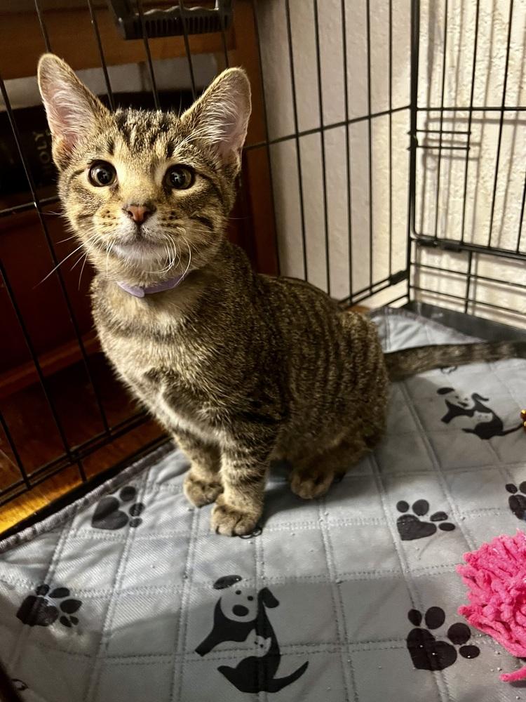 Otto, a Adoptable Domestic Short Hair in Blanchard, OK image 3/6