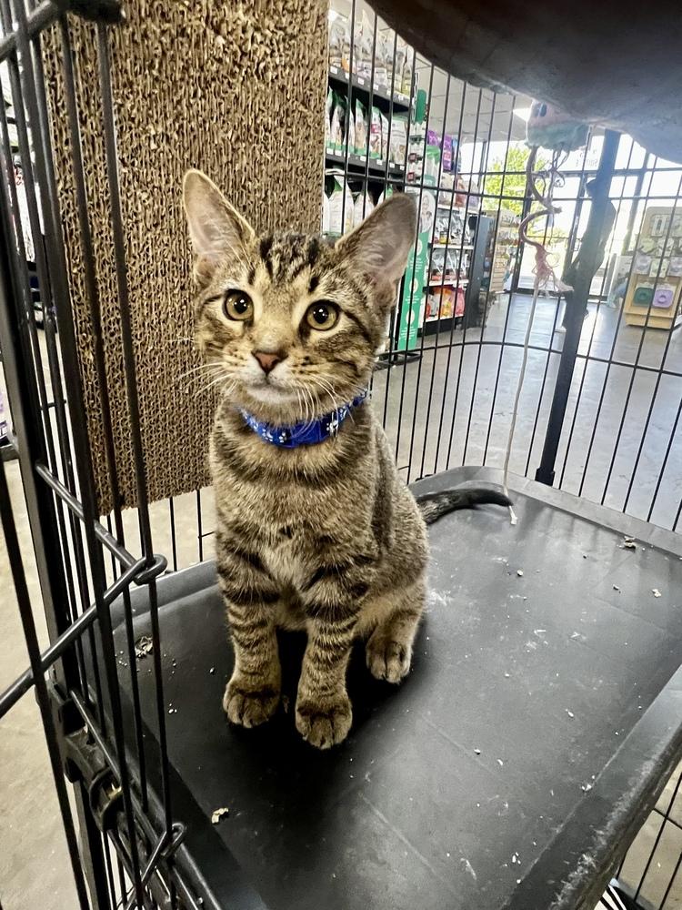 Otto, a Adoptable Domestic Short Hair in Blanchard, OK image 5/6