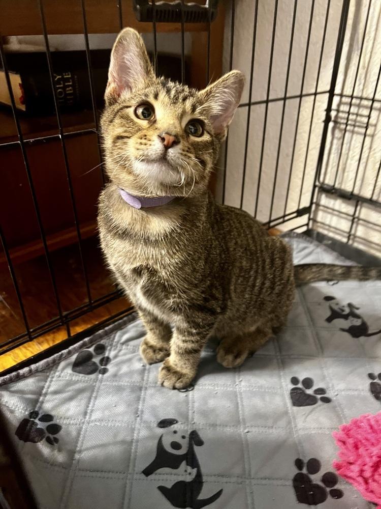 Otto, a Adoptable Domestic Short Hair in Blanchard, OK image 6/6