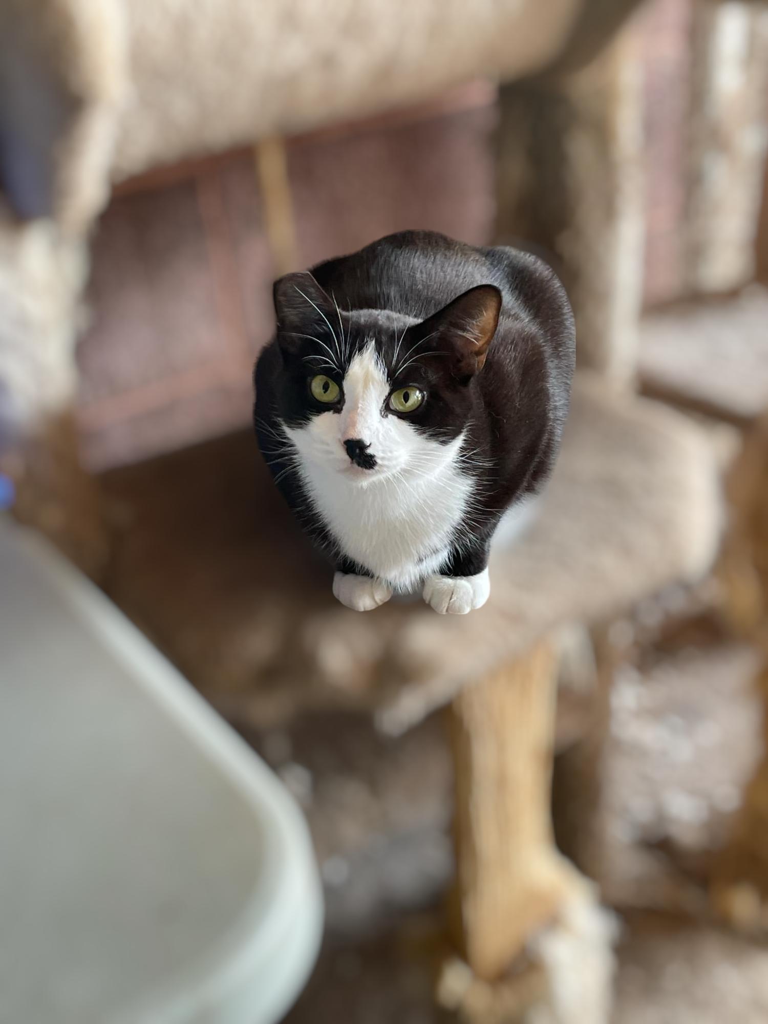Clancy, Adoptable, Adult Male Domestic Short Hair.