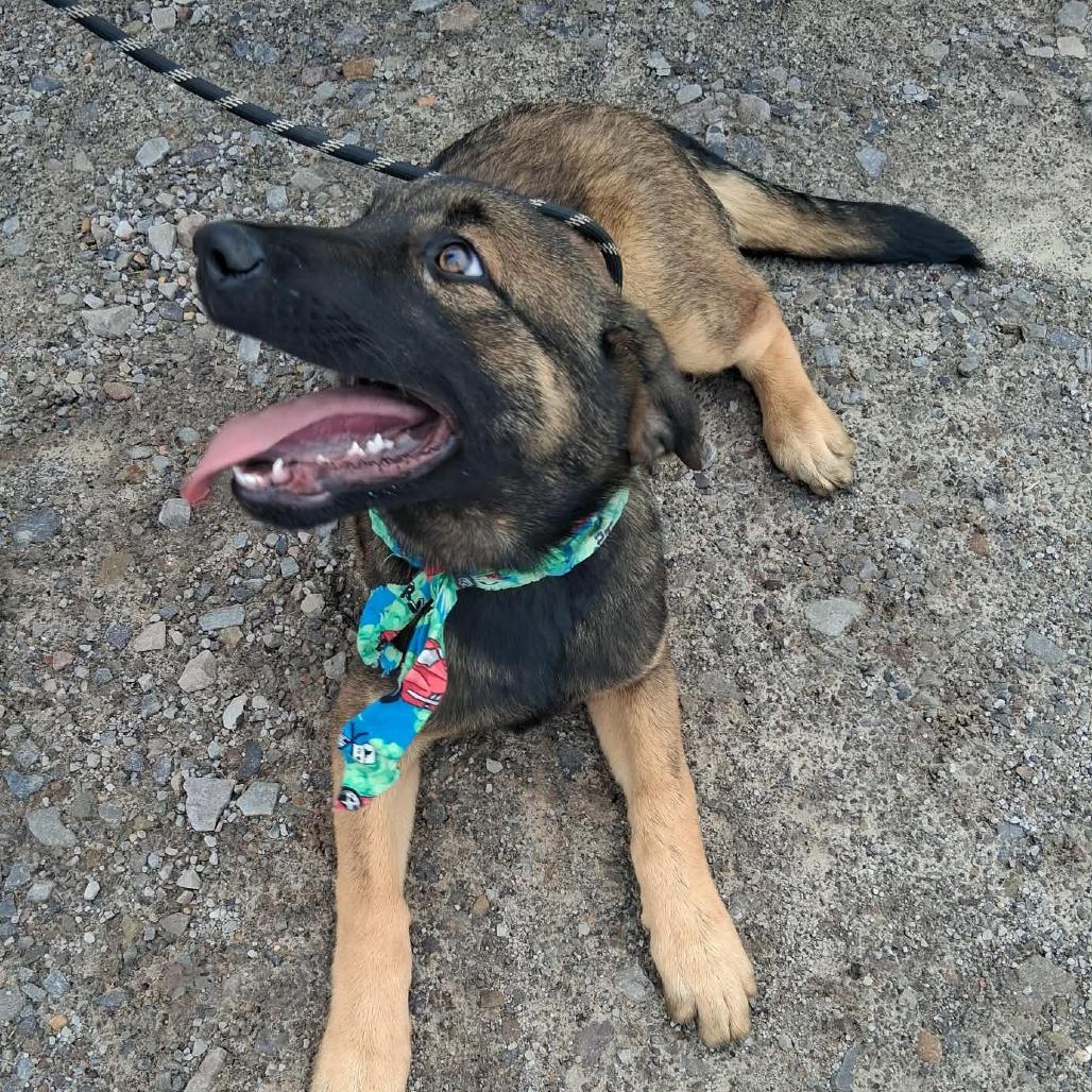 Patroclus, Adoptable, Young Male Belgian Shepherd / Malinois & Mixed Breed.