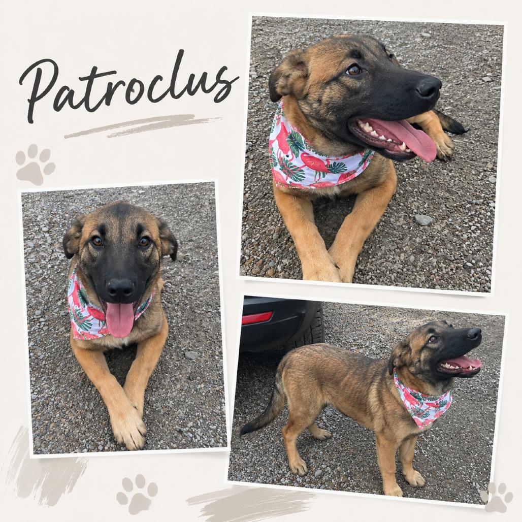 Enlarge Patroclus, a Adoptable mixed breed in Lakewood, CO image 2/3