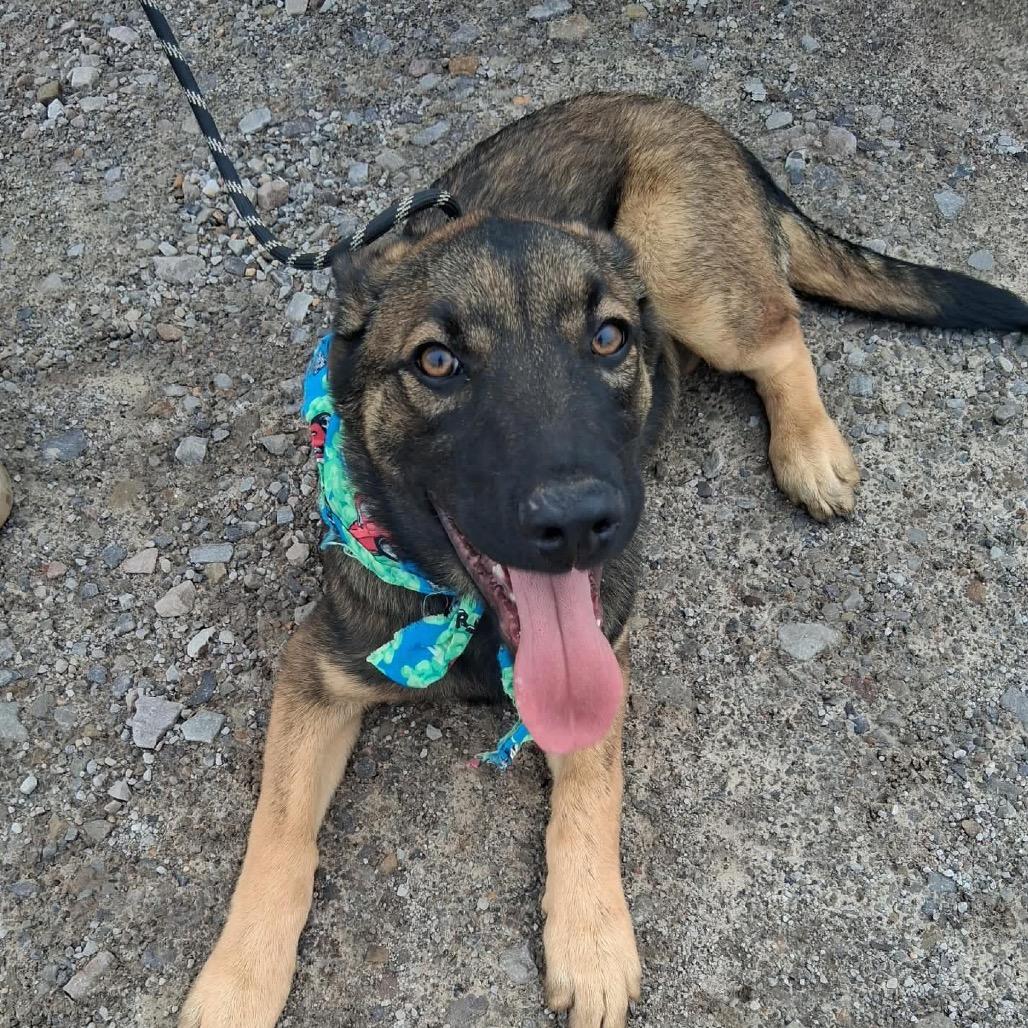 Enlarge Patroclus, a Adoptable mixed breed in Lakewood, CO image 3/3