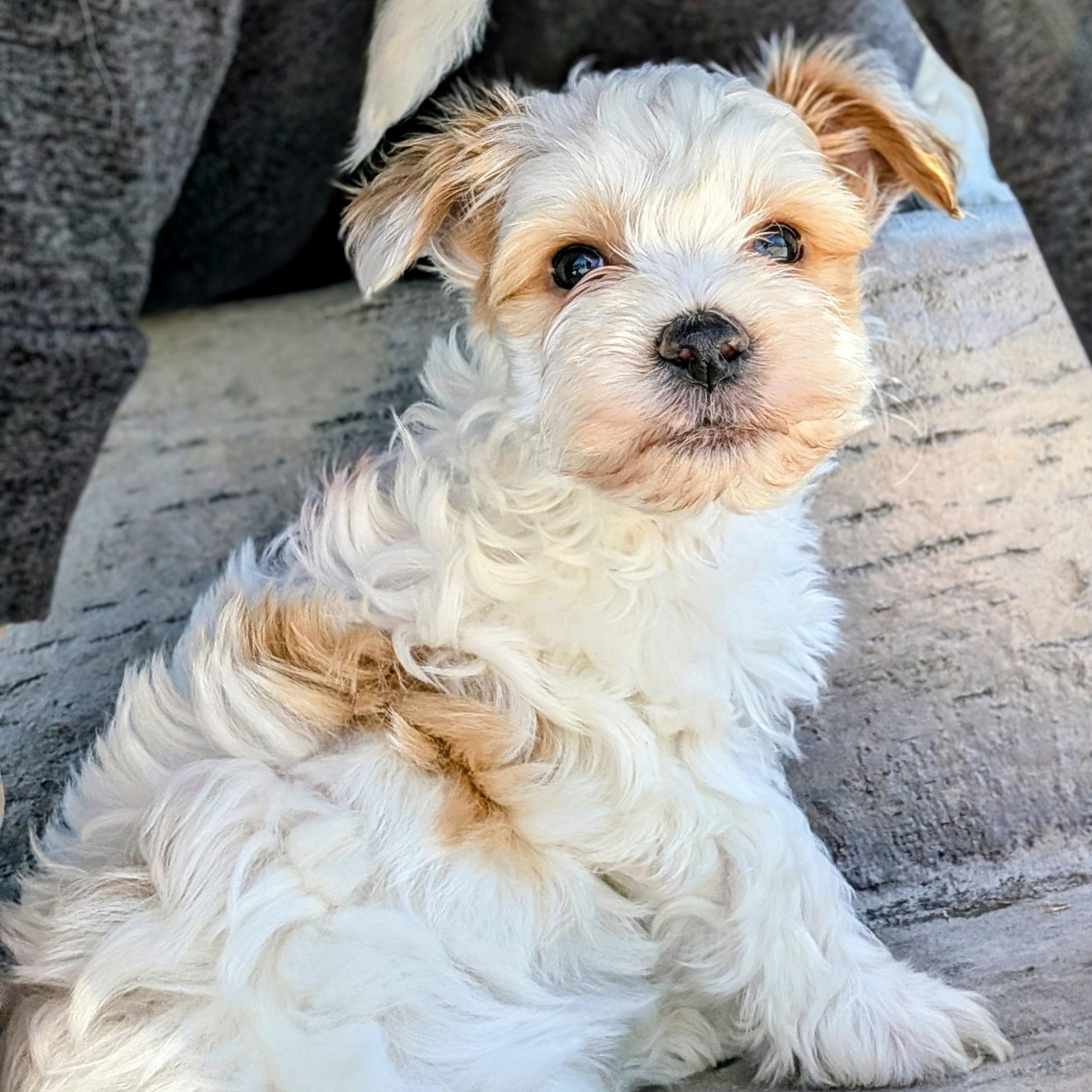 Egg, adopted, Puppy Male Maltese & Miniature Schnauzer.