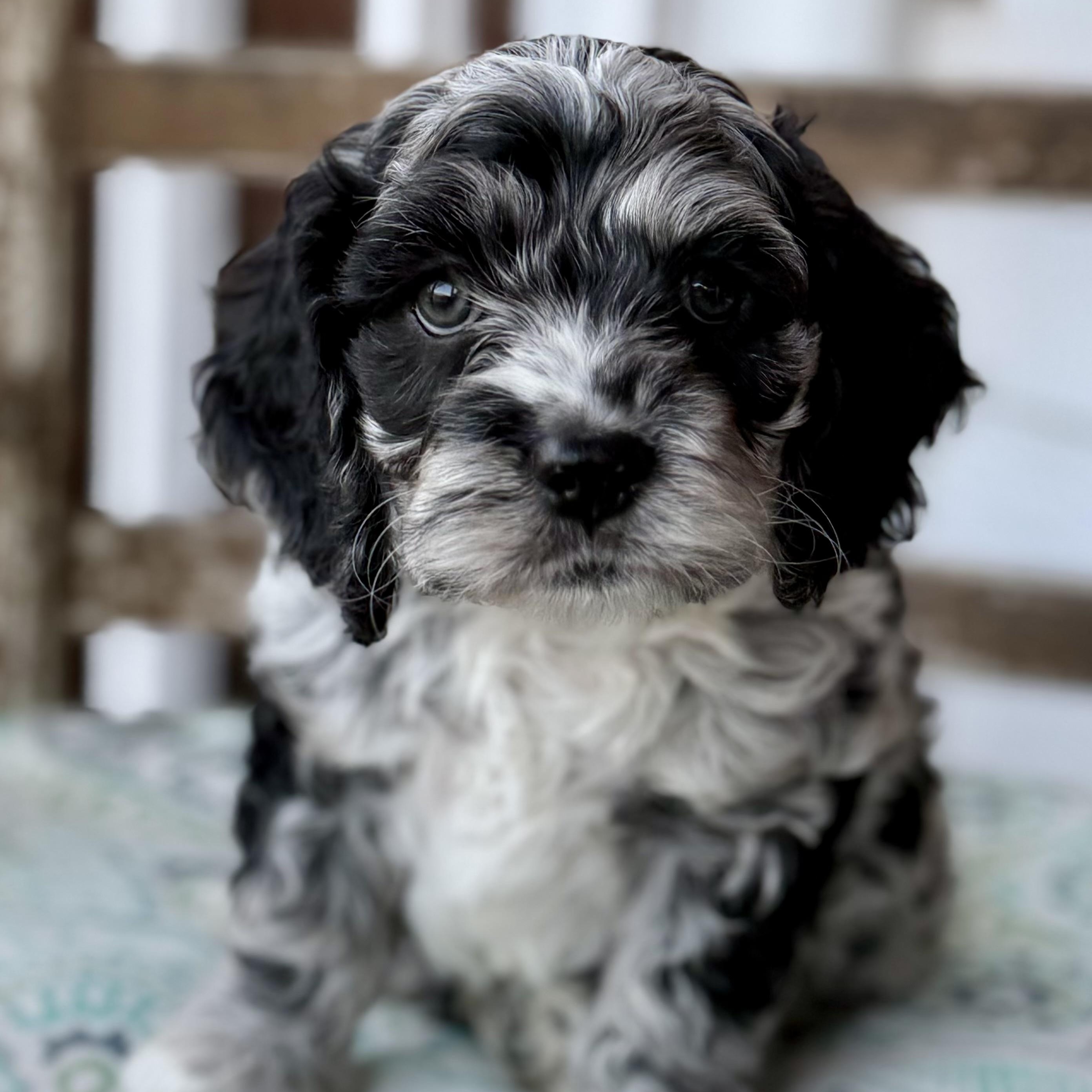 Misu, adoptable, Puppy Male Cocker Spaniel & Poodle.