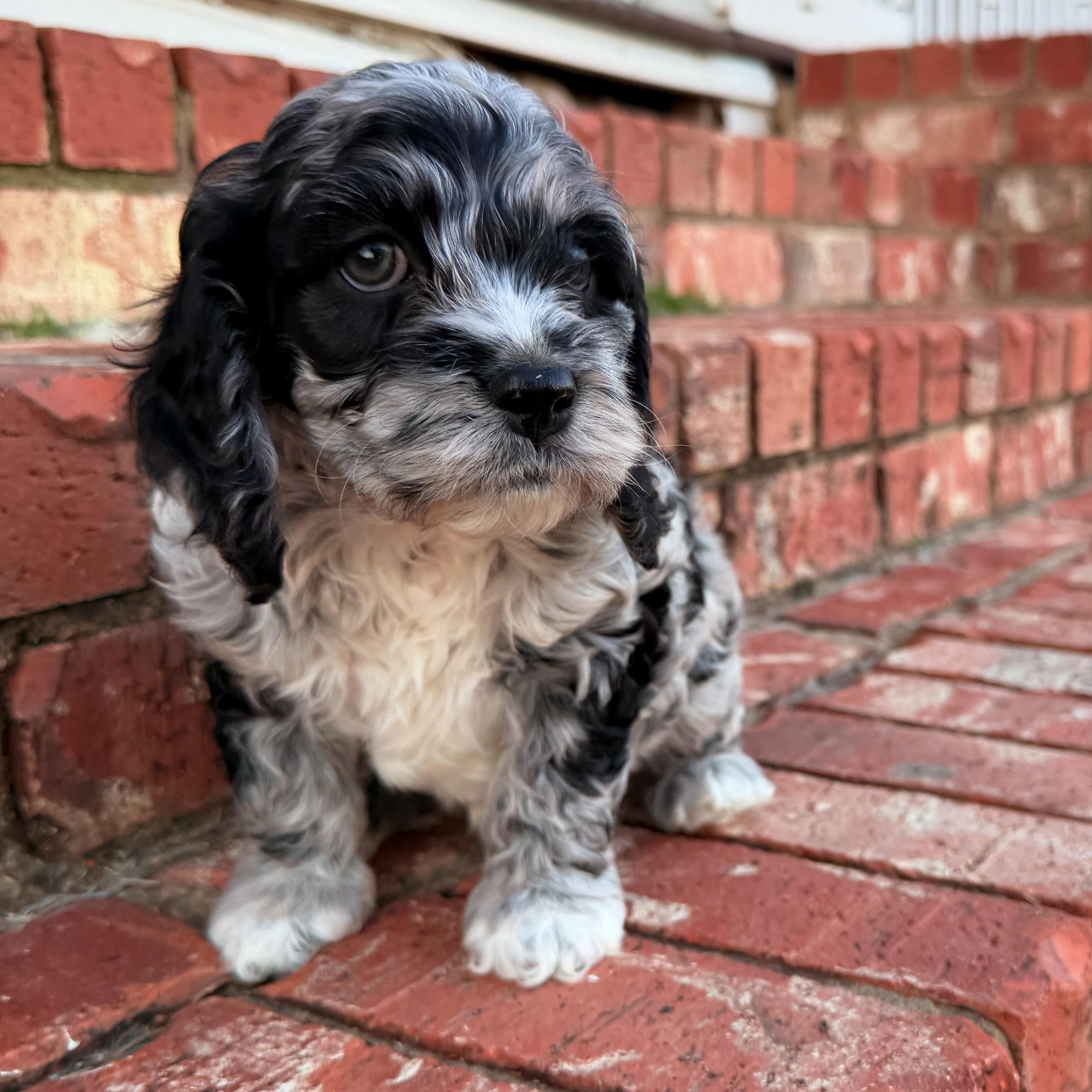 Enlarge Misu, an adoptable mixed breed in Thompson's Station, TN image 2/2