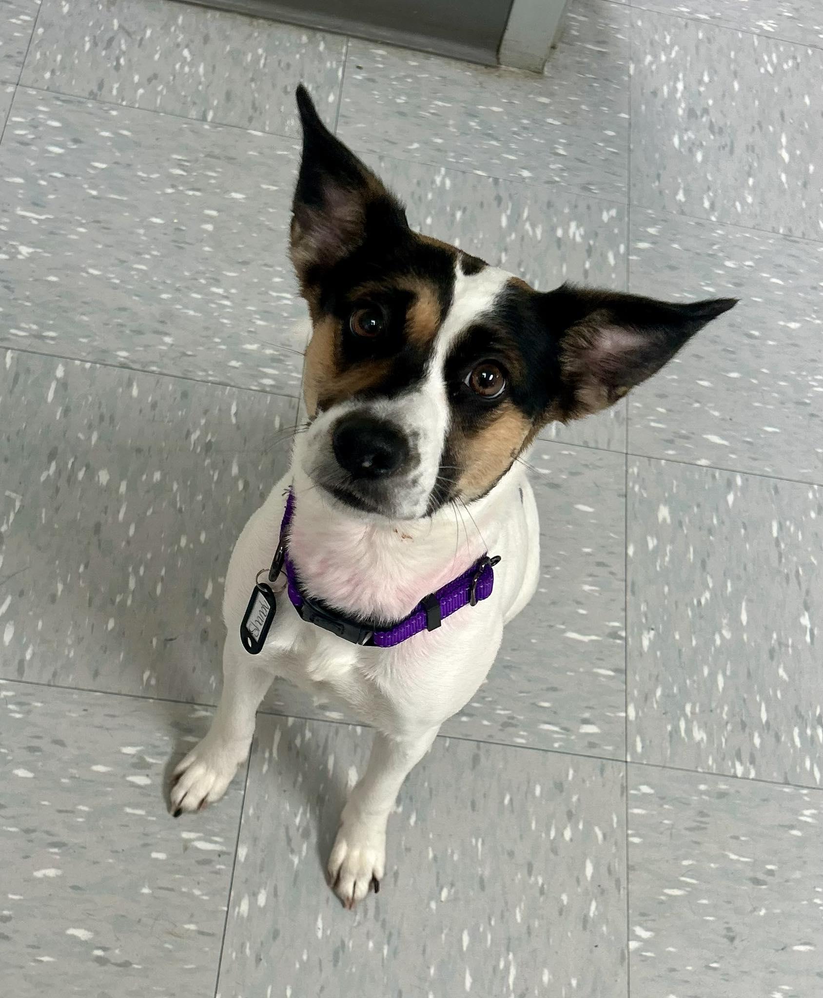 Enlarge Shandy, an adopted mixed breed in New Philadelphia, OH image 1/1