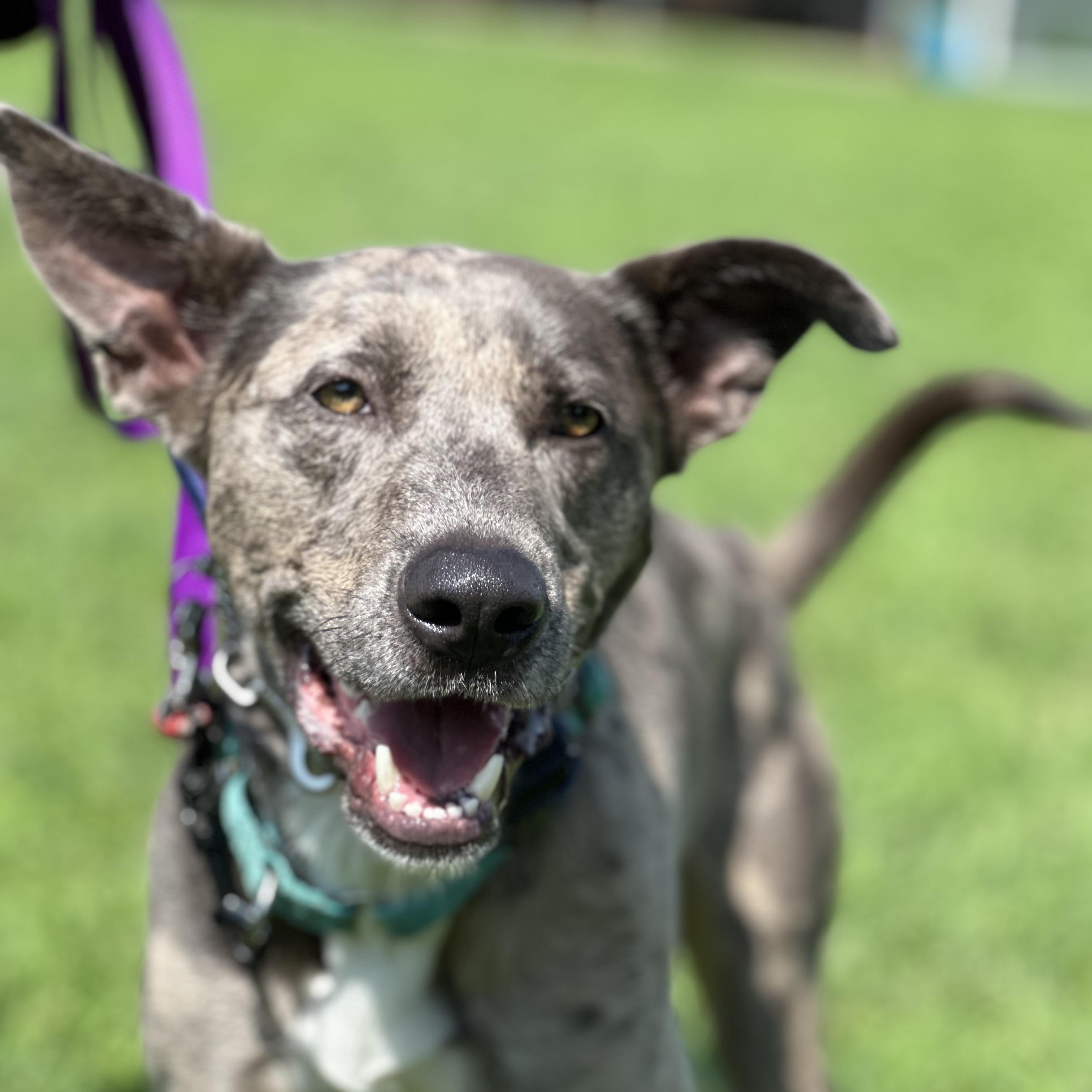 Hopper, Adoptable, Adult Male Catahoula Leopard Dog.