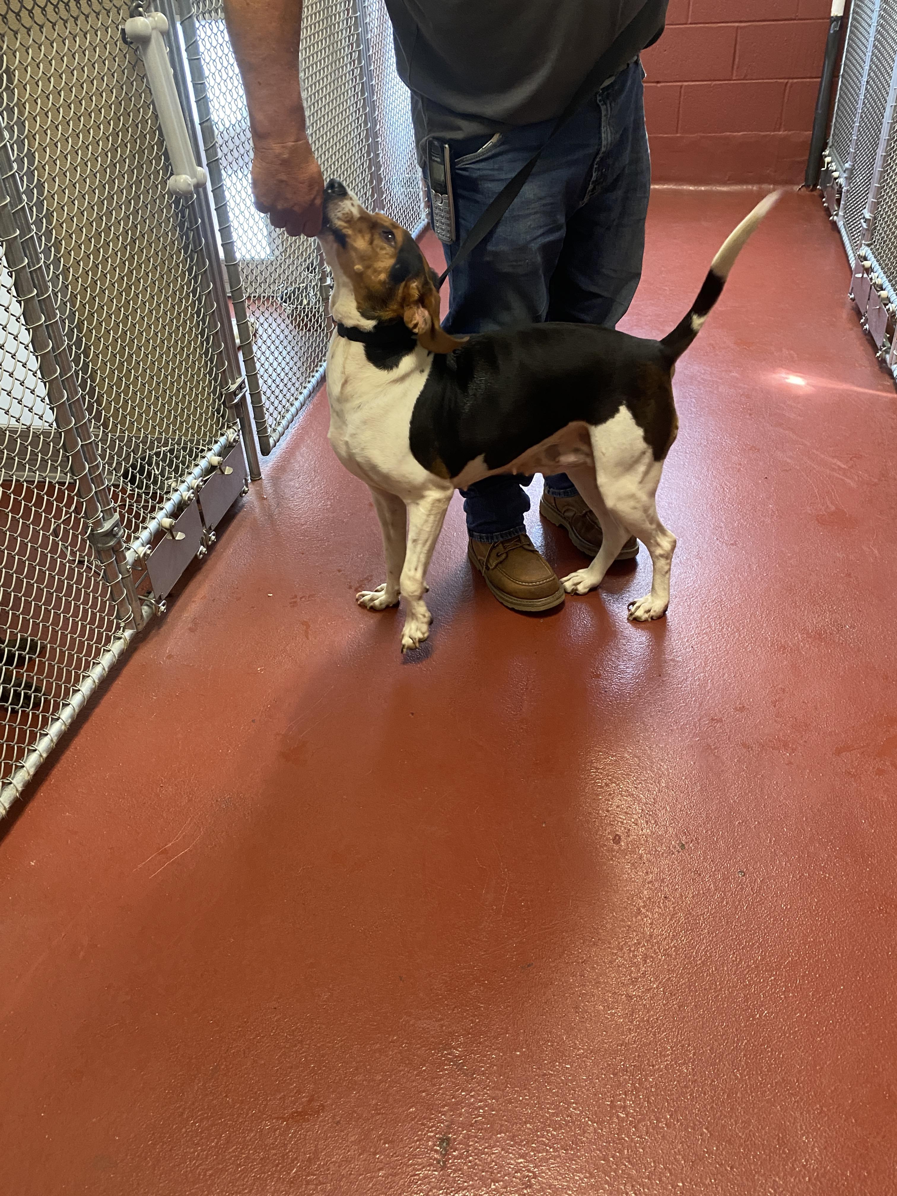 Enlarge Rosa, an adopted mixed breed in Hot Springs, VA image 3/4