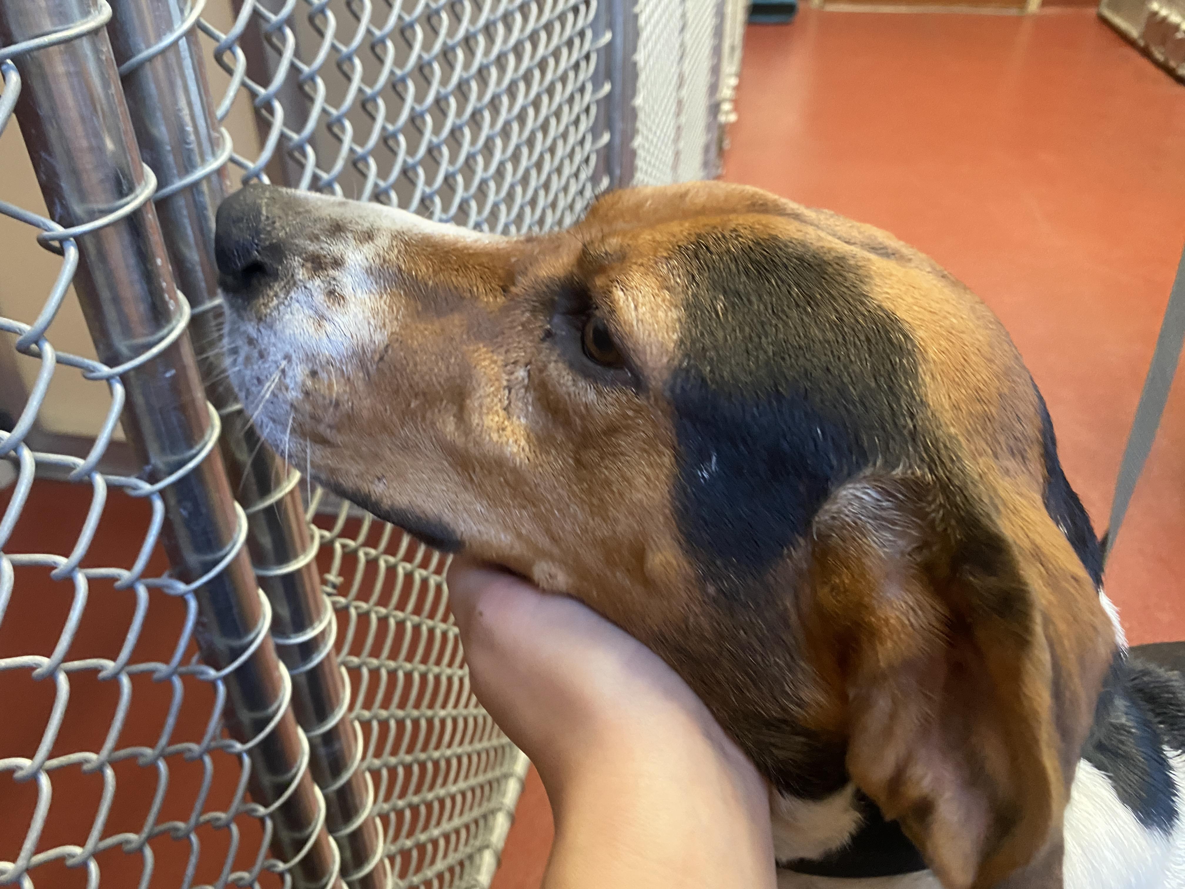 Enlarge Rosa, an adopted mixed breed in Hot Springs, VA image 2/4