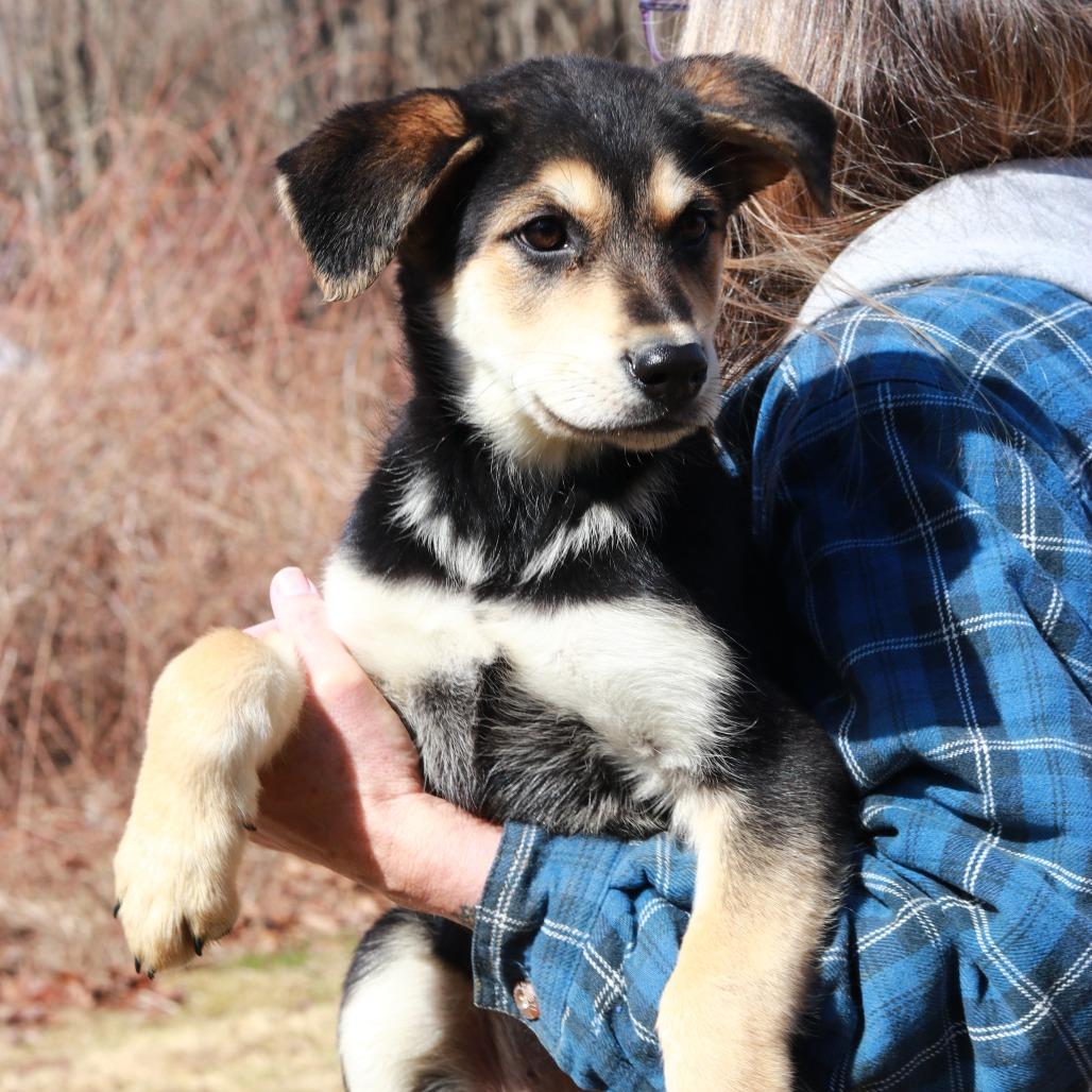 Enlarge CT Lauderdale, a Adoptable mixed breed in Stormville, NY image 1/5