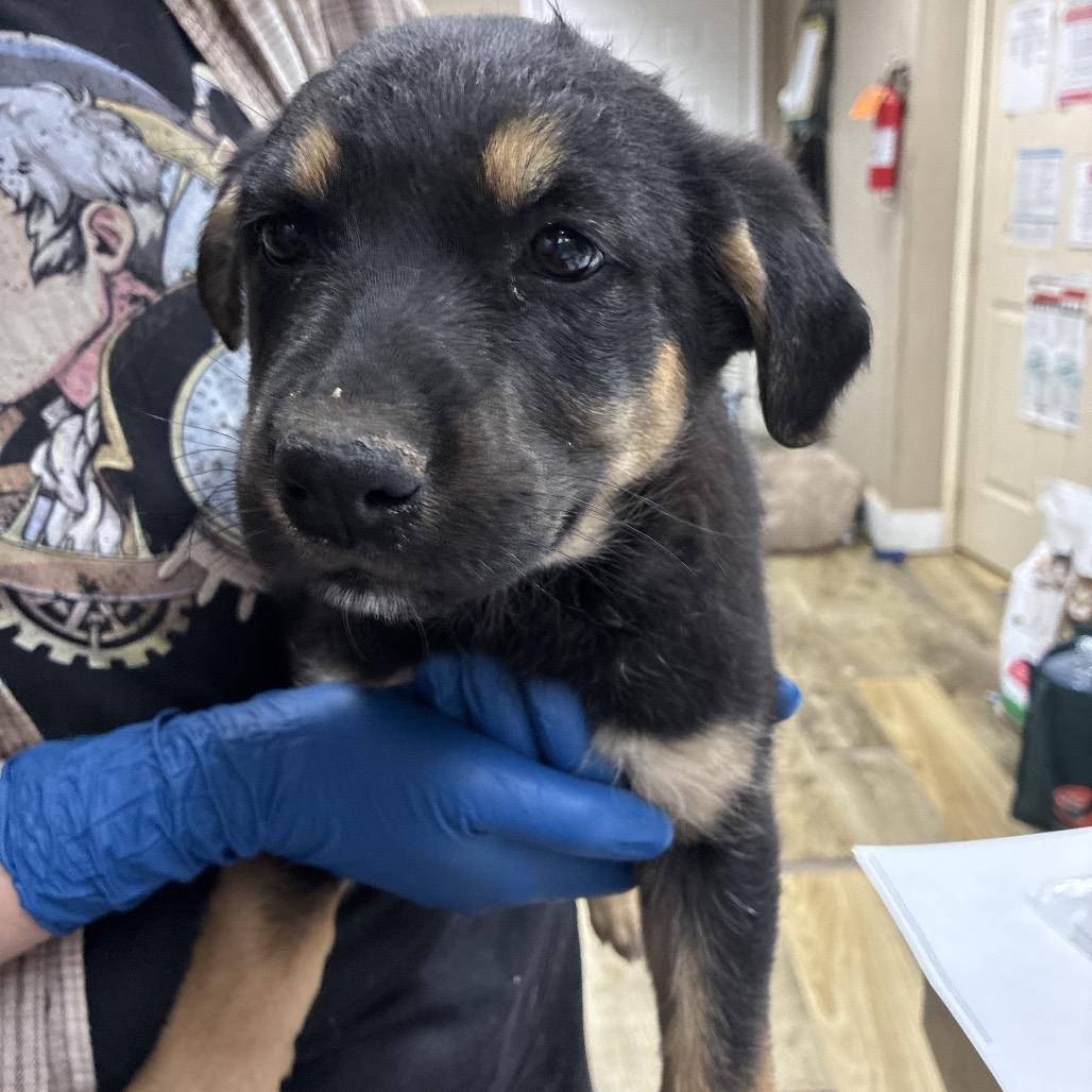 Enlarge CT Lauderdale, a Adoptable mixed breed in Stormville, NY image 3/5