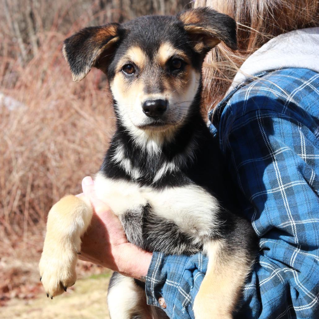 Enlarge CT Lauderdale, a Adoptable mixed breed in Stormville, NY image 4/5