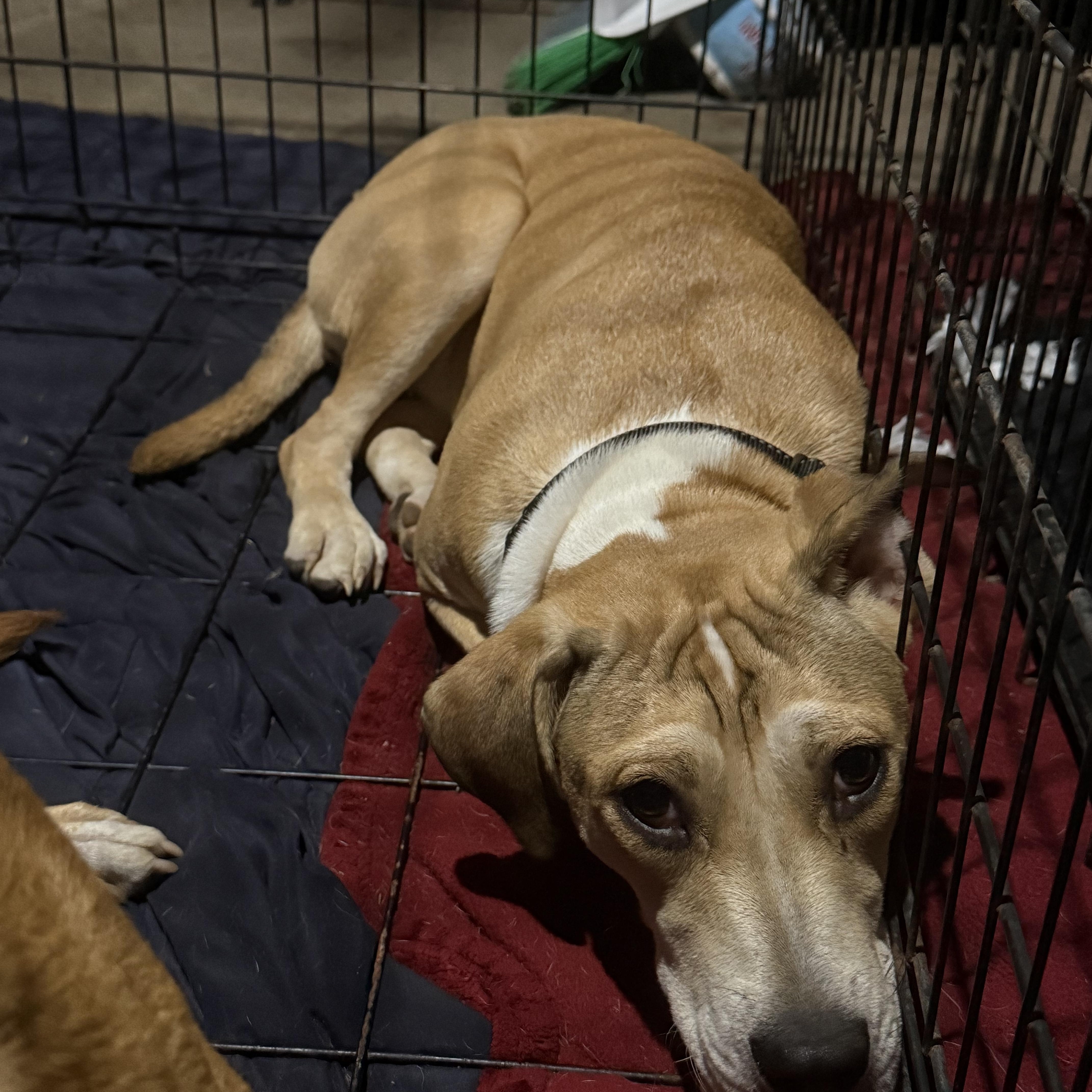 Enlarge April, a Adoptable mixed breed in Middlefield , OH image 3/5