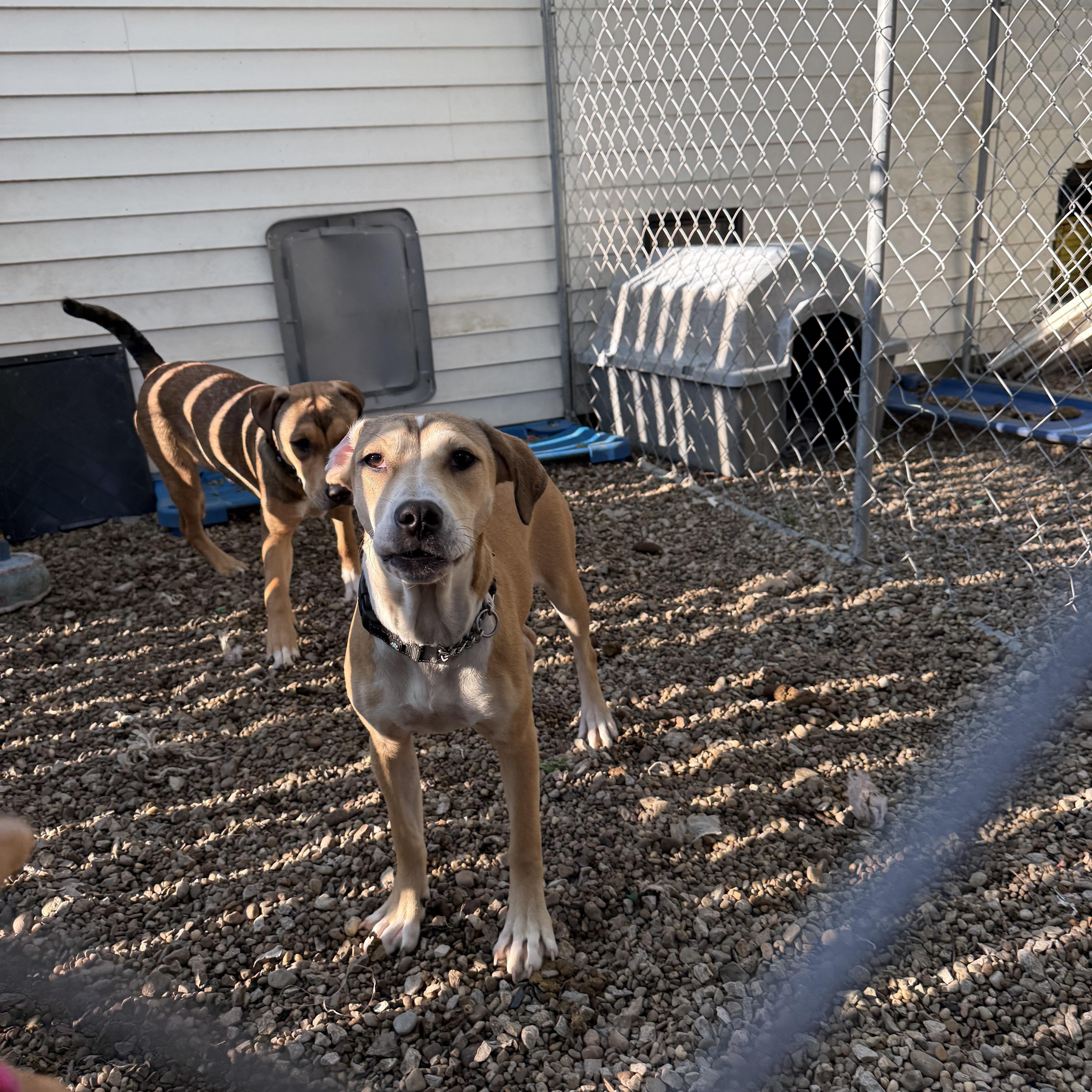 Enlarge April, a Adoptable mixed breed in Middlefield , OH image 4/5