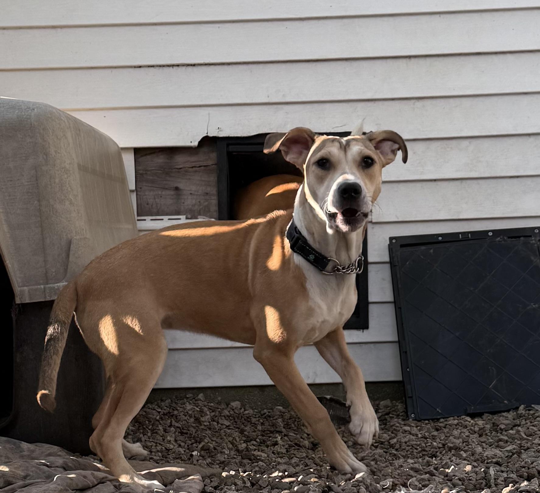 Enlarge April, a Adoptable mixed breed in Middlefield , OH image 5/5