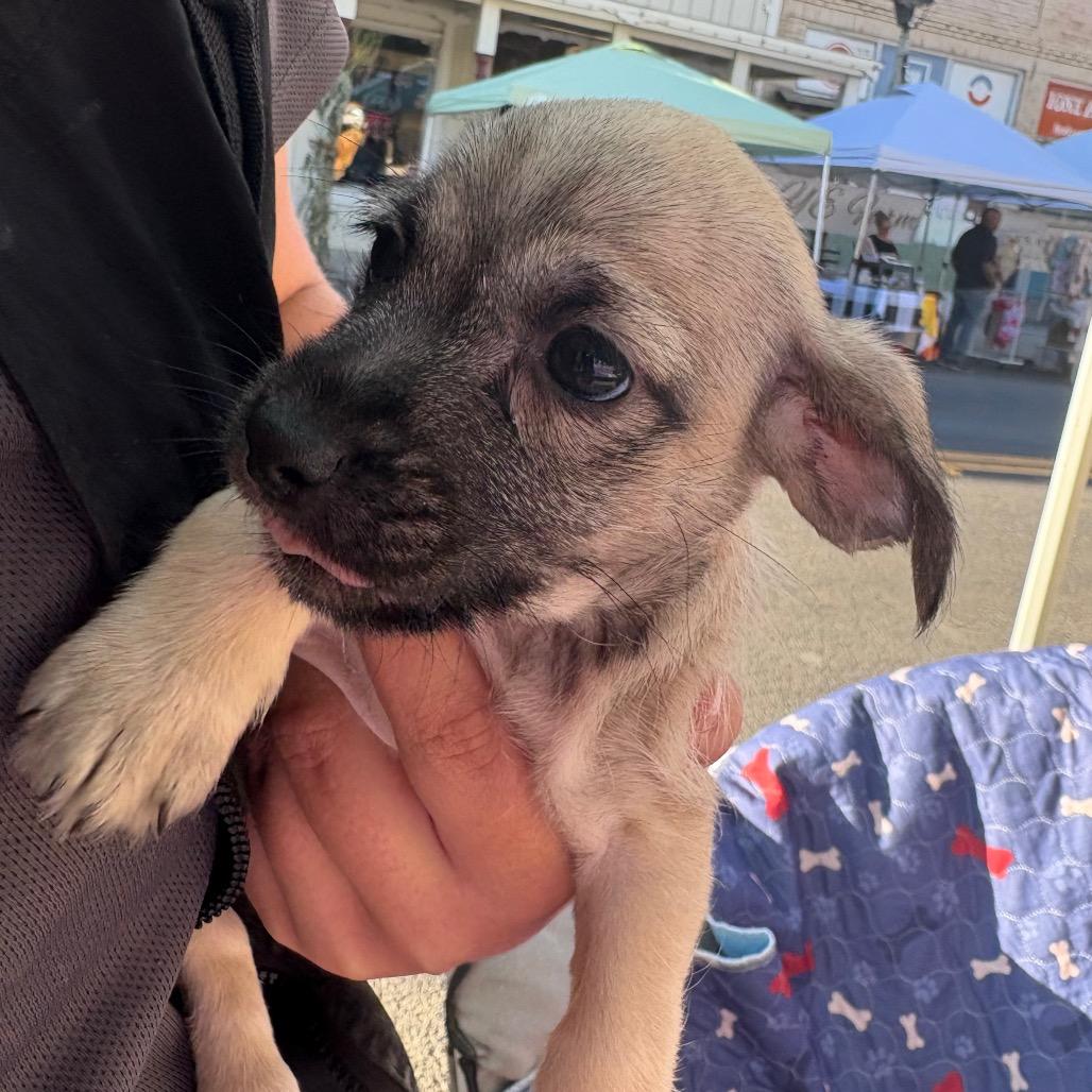 Enlarge Jessie, a Adoptable mixed breed in Ione, CA image 3/4
