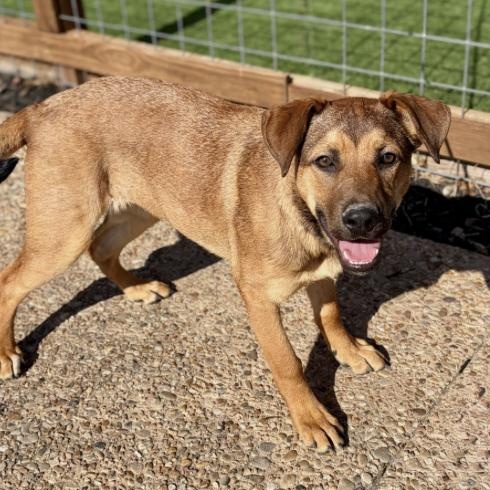 Enlarge Nora , a ADOPTABLE mixed breed in Boston, MA image 2/5