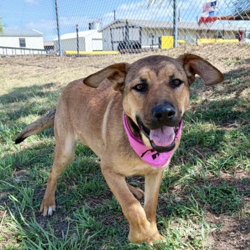 Enlarge Nora , a ADOPTABLE mixed breed in Boston, MA image 5/5