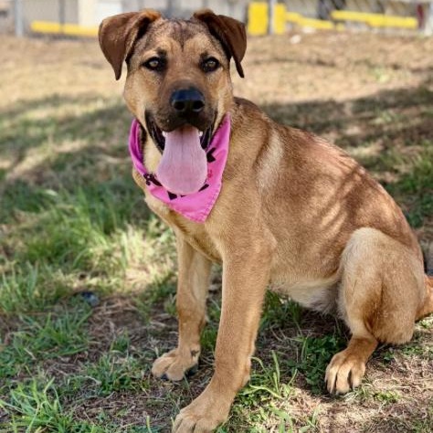 Enlarge Nora , a ADOPTABLE mixed breed in Boston, MA image 1/5