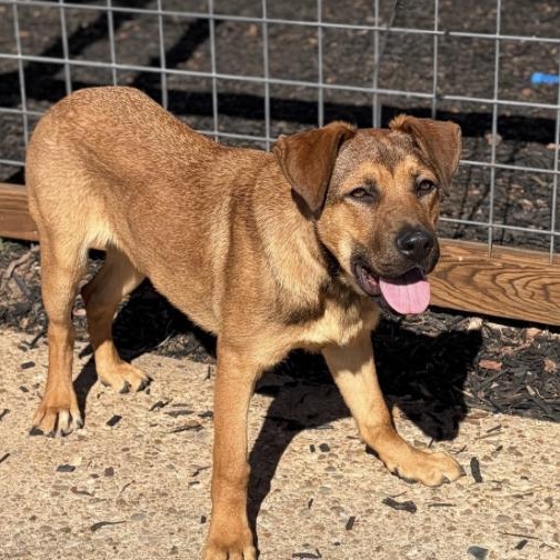 Enlarge Nora , a ADOPTABLE mixed breed in Boston, MA image 3/5