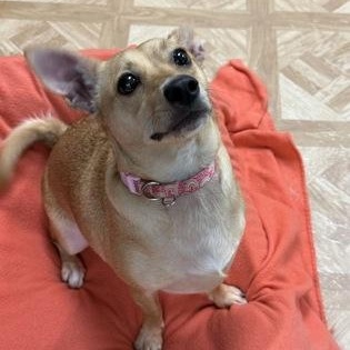 Princess Leia, Adoptable, Adult Female Chihuahua.