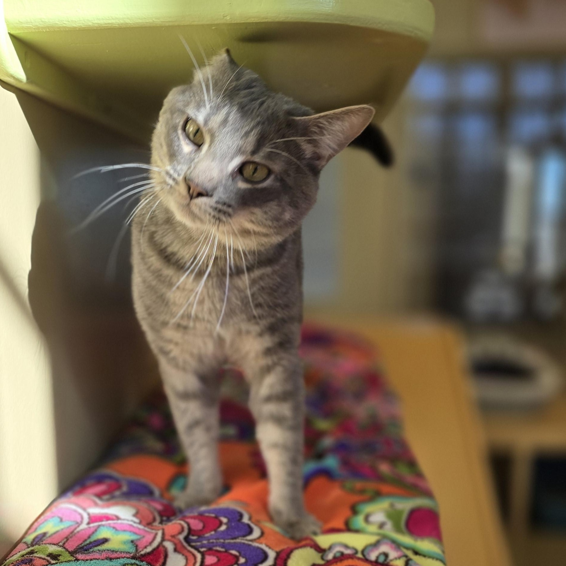 Spoons, ADOPTABLE, Adult Male Domestic Short Hair.