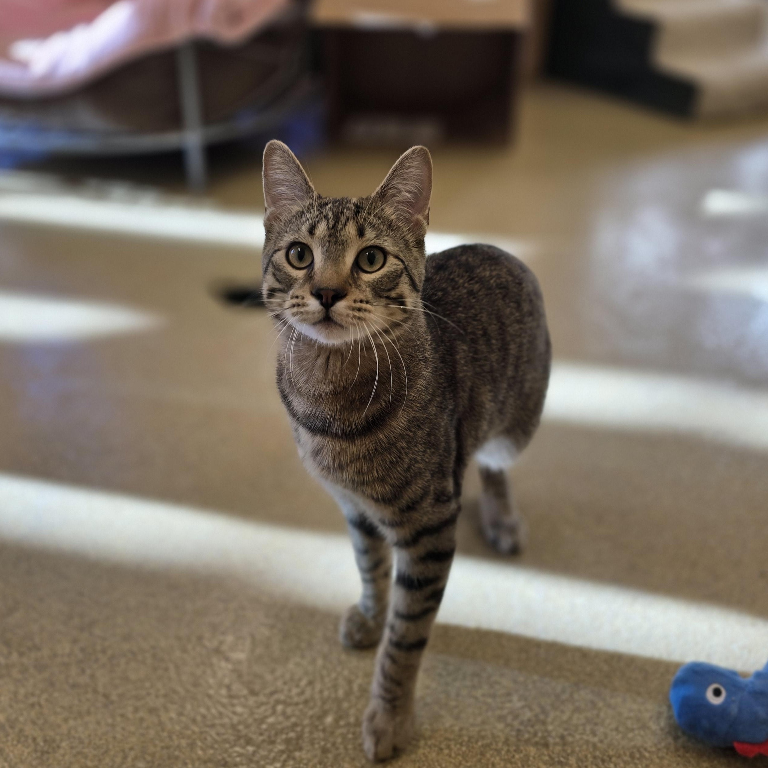 Enlarge Spoons, a ADOPTABLE Domestic Short Hair in Bristol, RI image 2/3