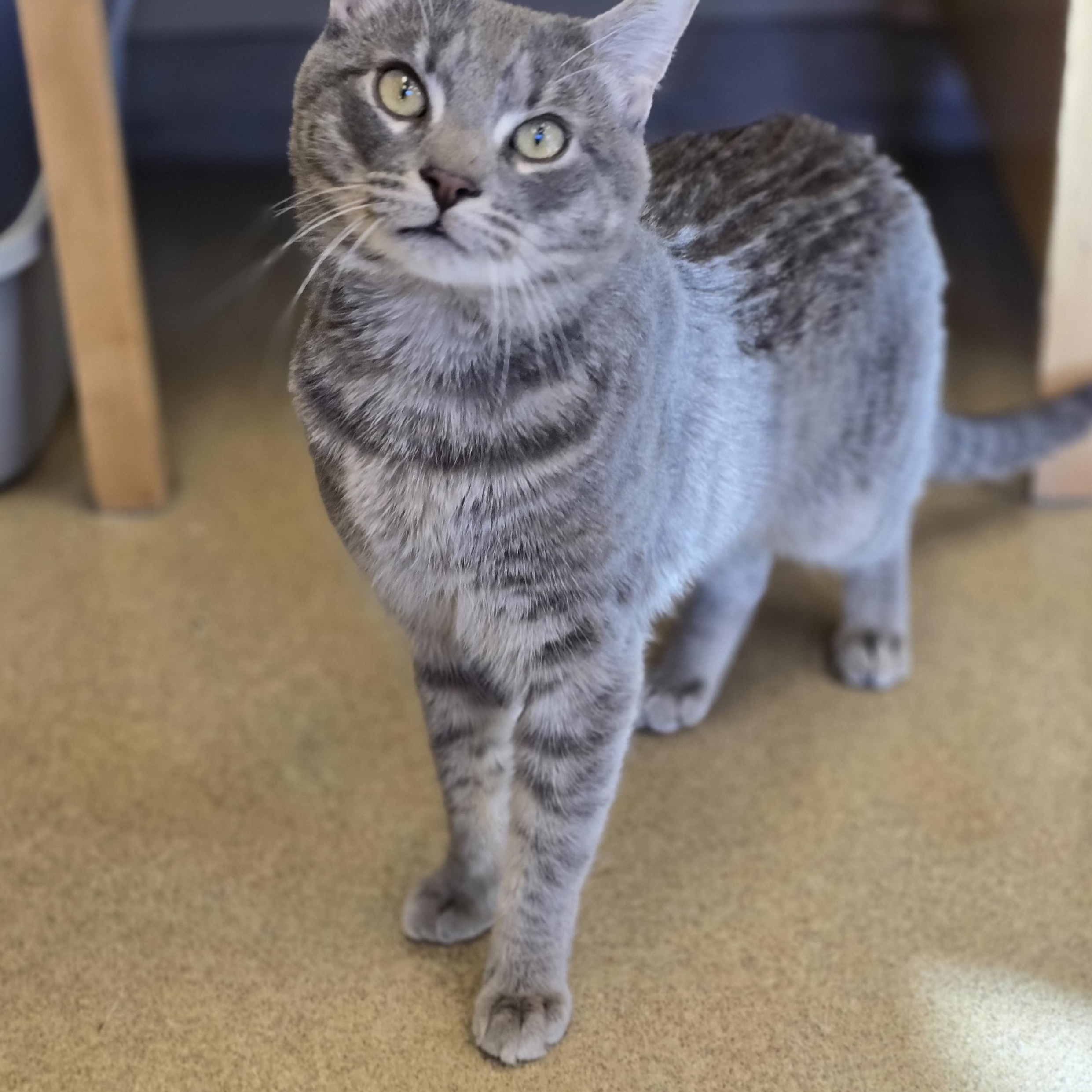Enlarge Spoons, a ADOPTABLE Domestic Short Hair in Bristol, RI image 3/3