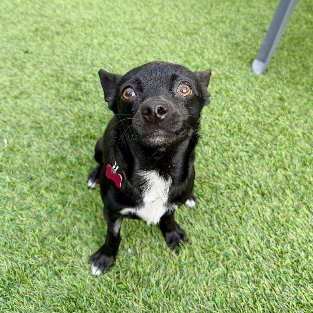 Shasta, Adoptable, Young Female Chihuahua.