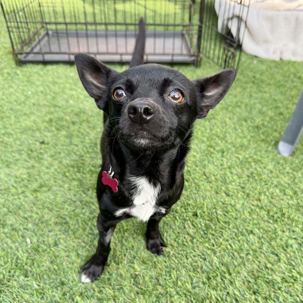Enlarge Shasta, a Adoptable Chihuahua in Agoura Hills, CA image 2/6