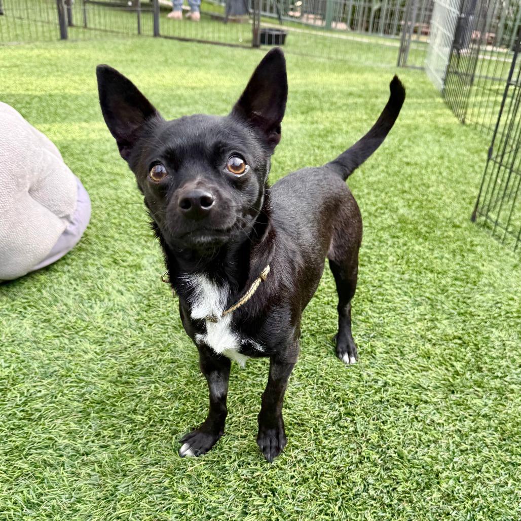 Enlarge Shasta, a Adoptable Chihuahua in Agoura Hills, CA image 3/6