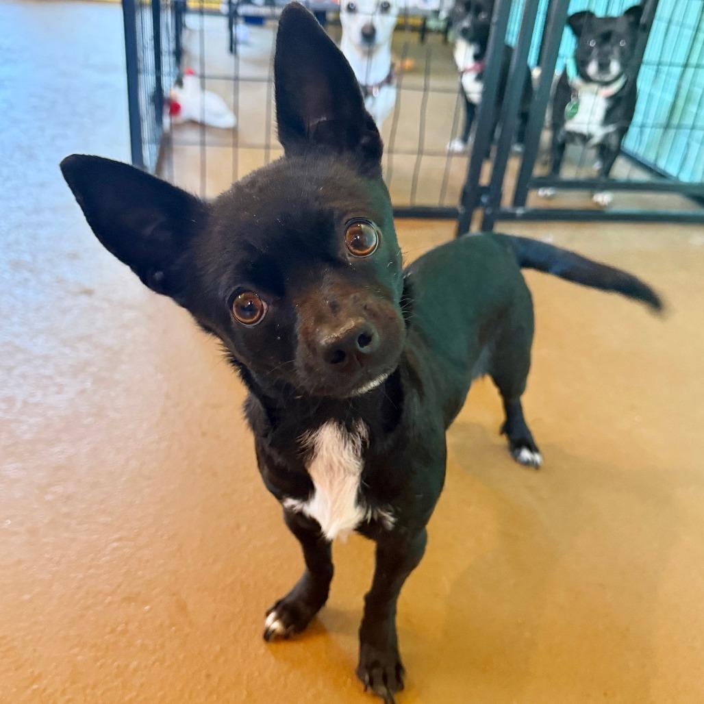 Enlarge Shasta, a Adoptable Chihuahua in Agoura Hills, CA image 4/6