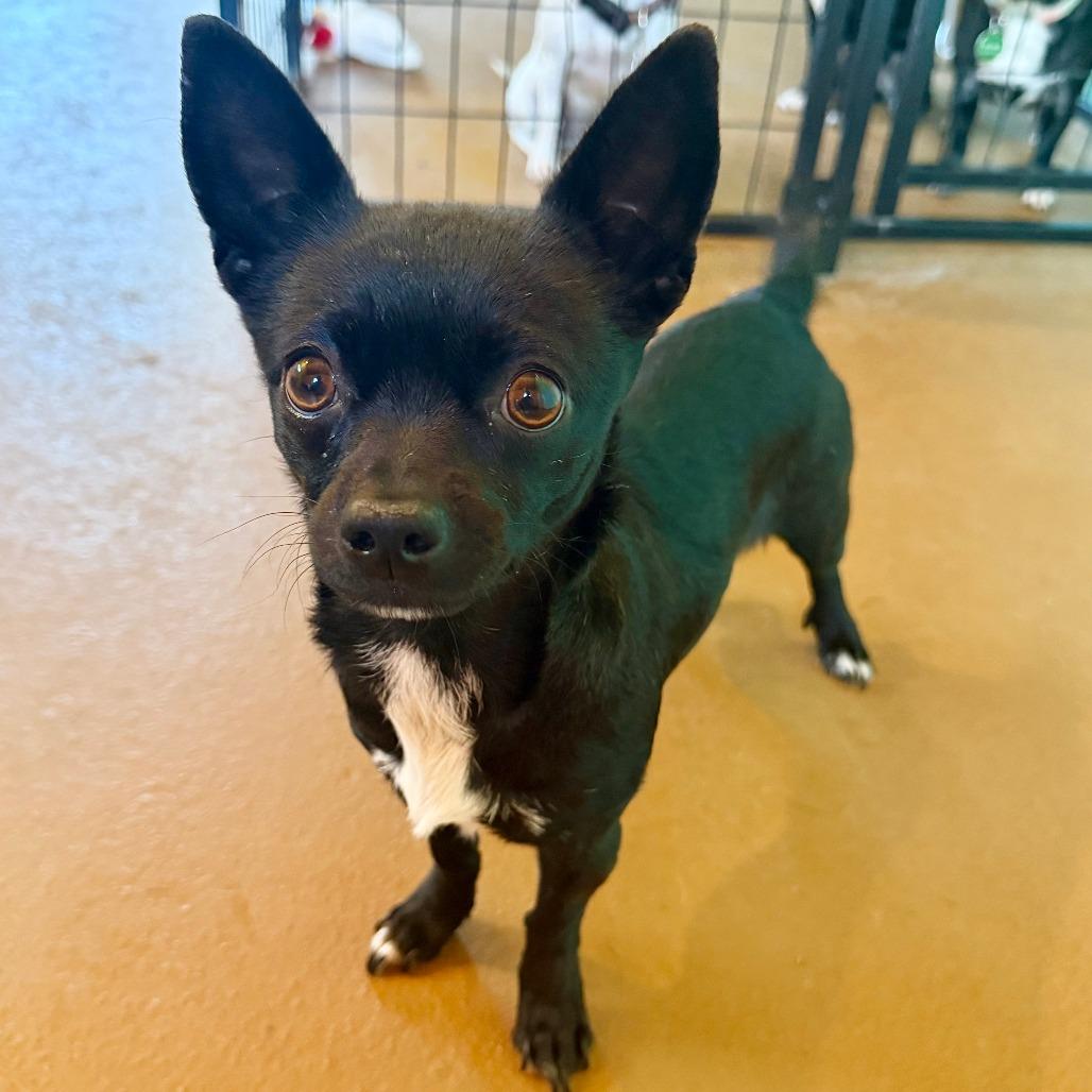 Enlarge Shasta, a Adoptable Chihuahua in Agoura Hills, CA image 5/6