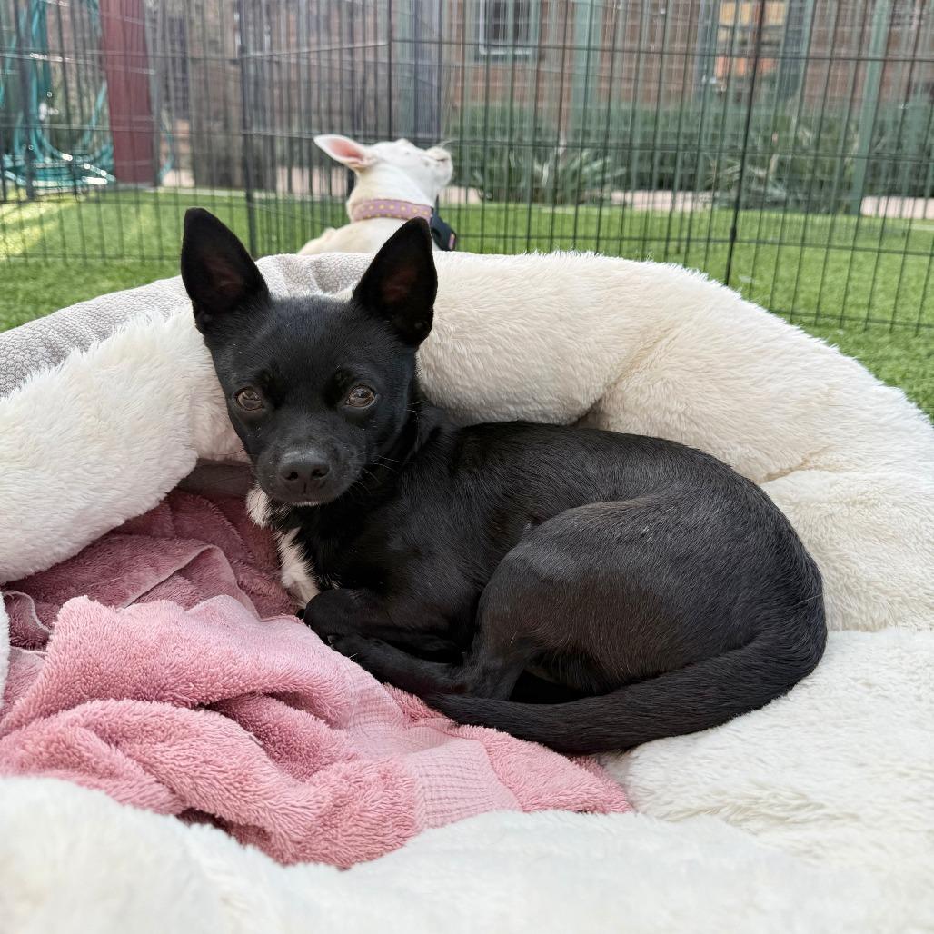 Enlarge Shasta, a Adoptable Chihuahua in Agoura Hills, CA image 6/6