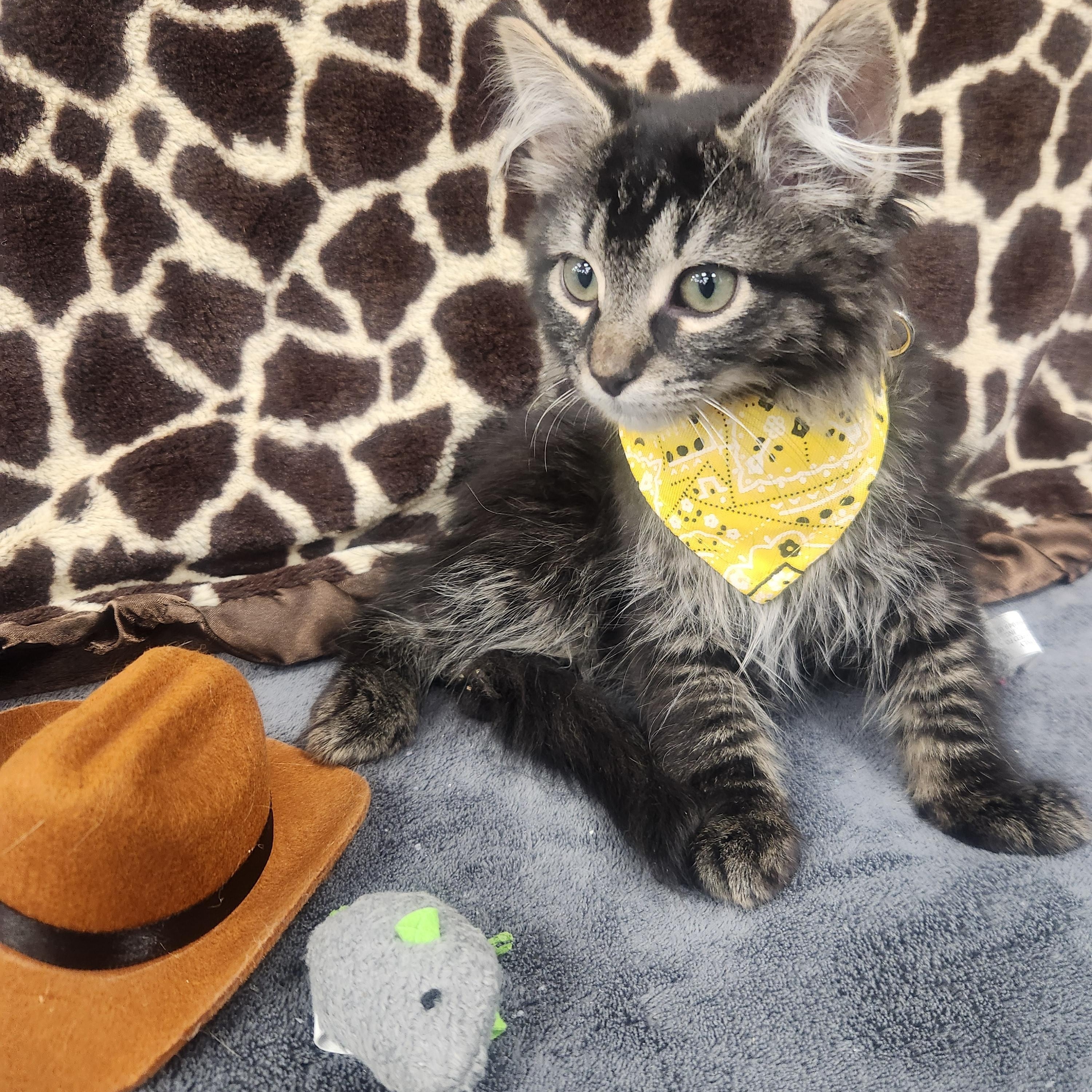 Outlaw, an adopted Domestic Long Hair in Hagerstown, MD image 3/3