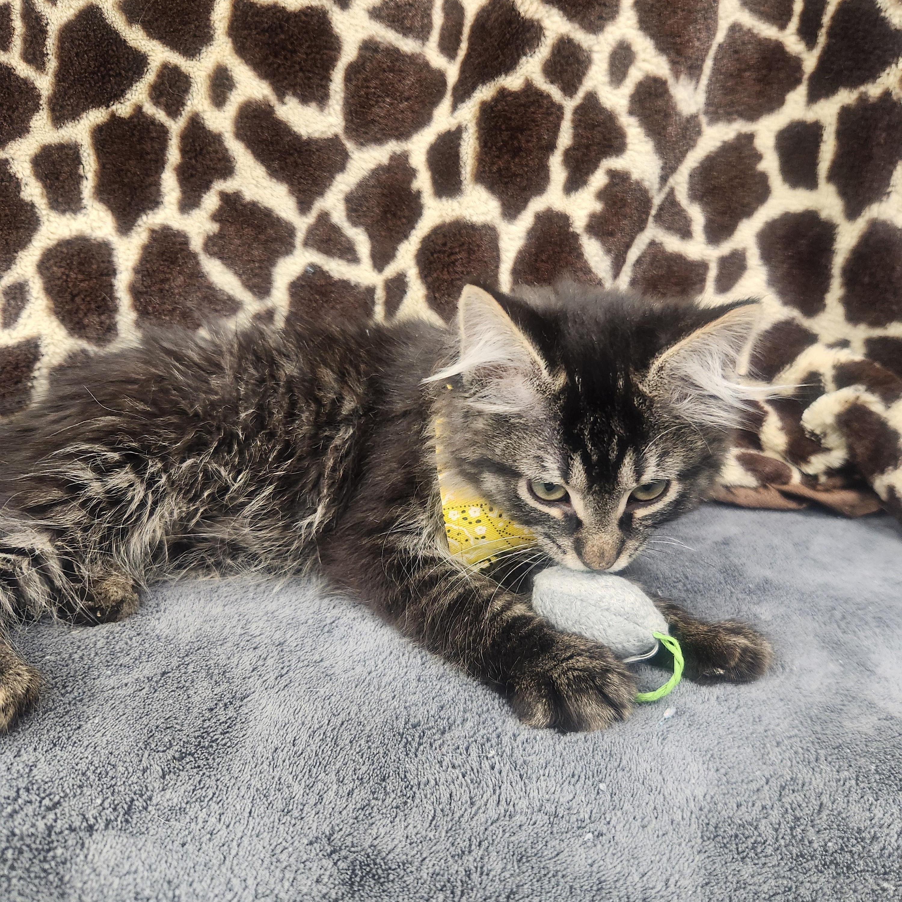 Outlaw, an adopted Domestic Long Hair in Hagerstown, MD image 2/3