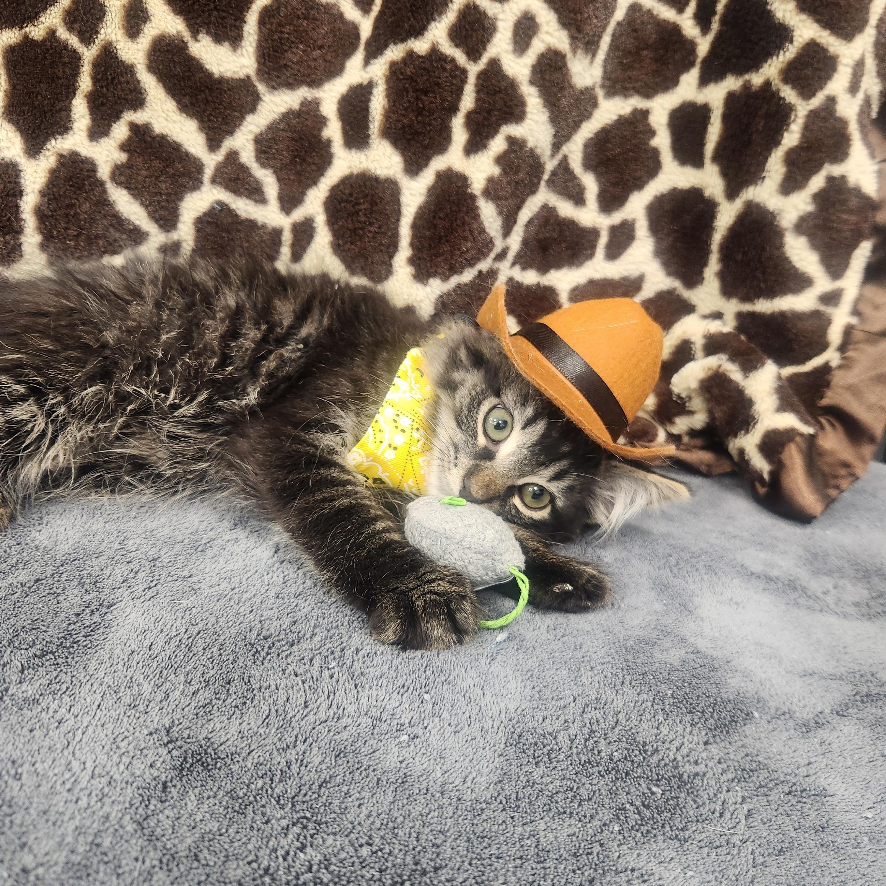 Outlaw, adopted, Kitten Male Domestic Long Hair.