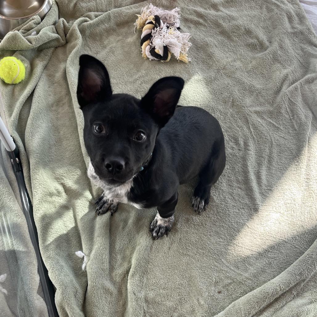 Daniel, Adoptable, Puppy Male Mixed Breed.