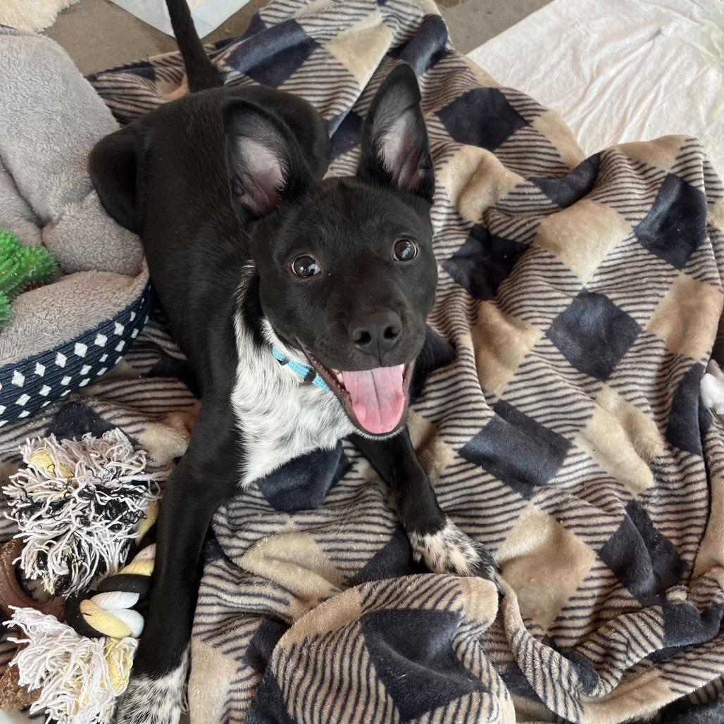 Enlarge Daniel, a Adoptable Mixed Breed in Bentonville, AR image 2/6