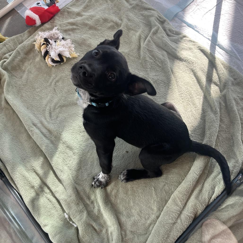Enlarge Daniel, a Adoptable Mixed Breed in Bentonville, AR image 3/6