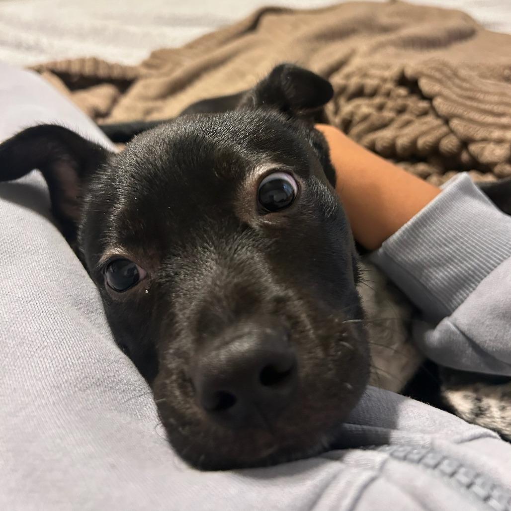 Enlarge Daniel, a Adoptable Mixed Breed in Bentonville, AR image 4/6