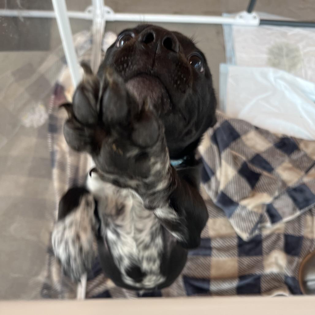 Enlarge Daniel, a Adoptable Mixed Breed in Bentonville, AR image 5/6