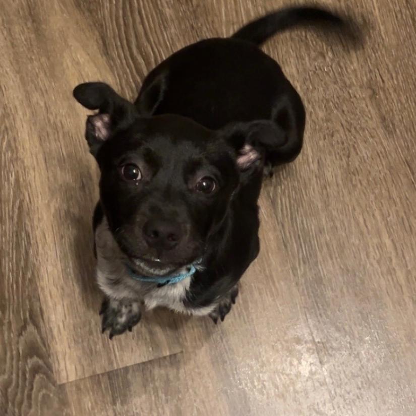 Enlarge Daniel, a Adoptable Mixed Breed in Bentonville, AR image 6/6