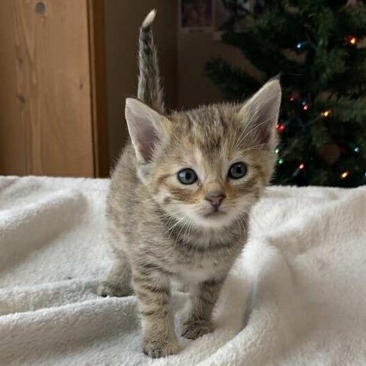 Pumpkin spice, Adoptable, Kitten Female Domestic Short Hair.