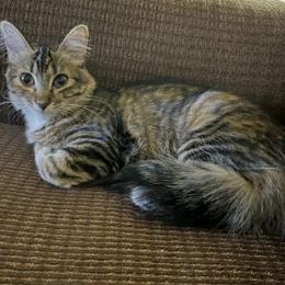 Brooklyn, Adoptable, Young Female Domestic Medium Hair.