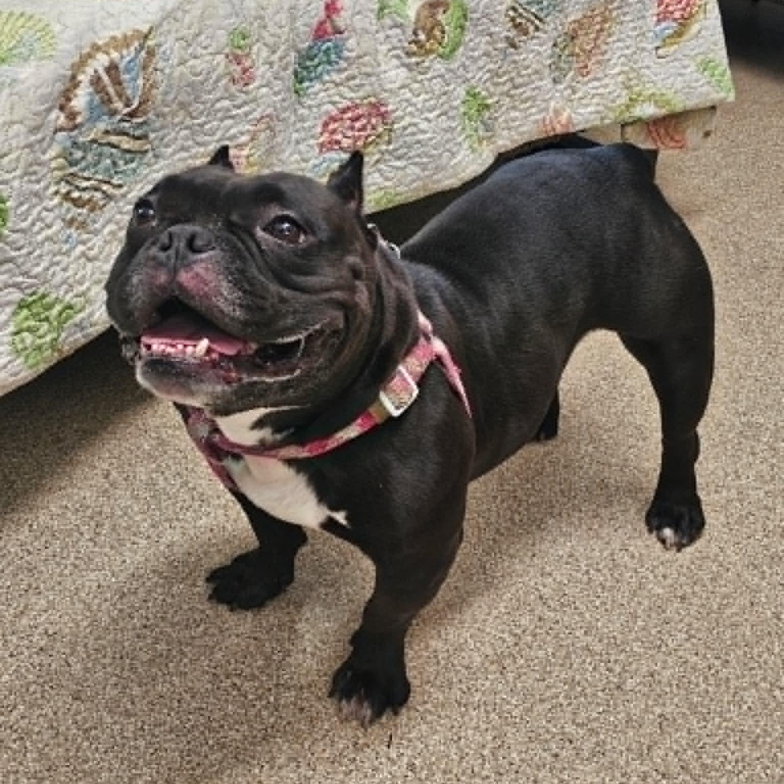 Enlarge Bumble, a Adoptable American Bulldog in Sunderland, MD image 5/5