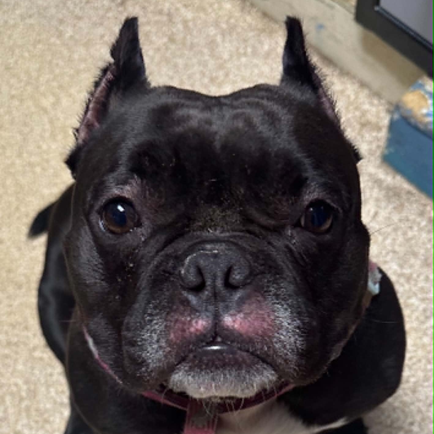 Enlarge Bumble, a Adoptable American Bulldog in Sunderland, MD image 3/5
