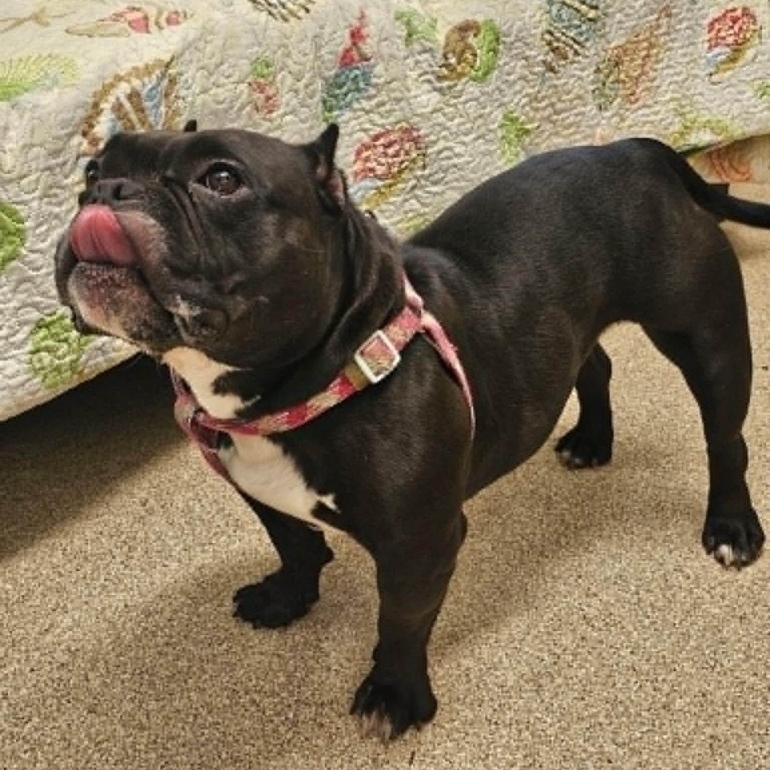 Enlarge Bumble, a Adoptable American Bulldog in Sunderland, MD image 2/5